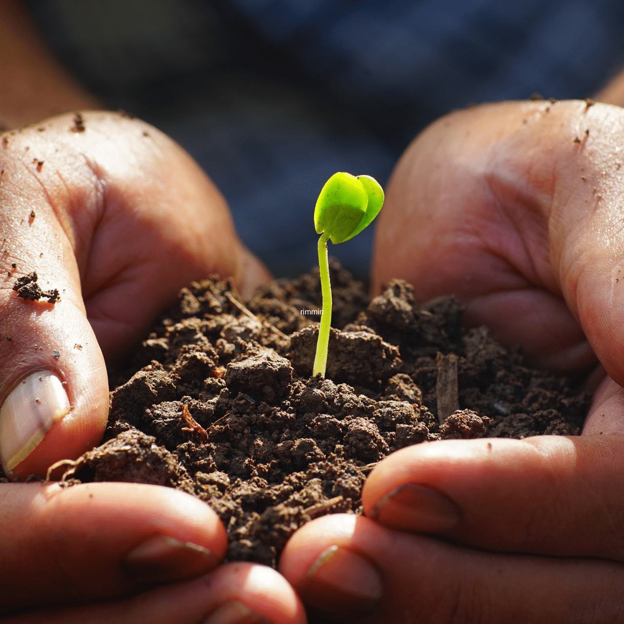 planting