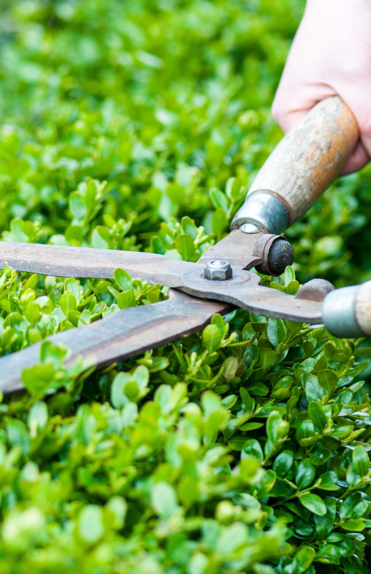 trimming blog trimming blog