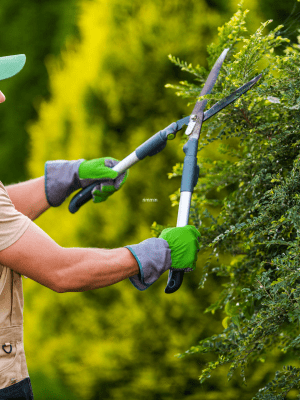 trimming and pruning